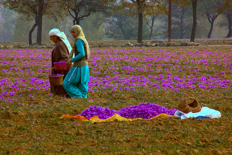 Kashmir Exotic Package